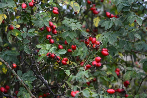 Bagas Dogrose Mato Arbusto Rosa Selvagem Com Bagas Vermelhas Maduras — Fotografia de Stock