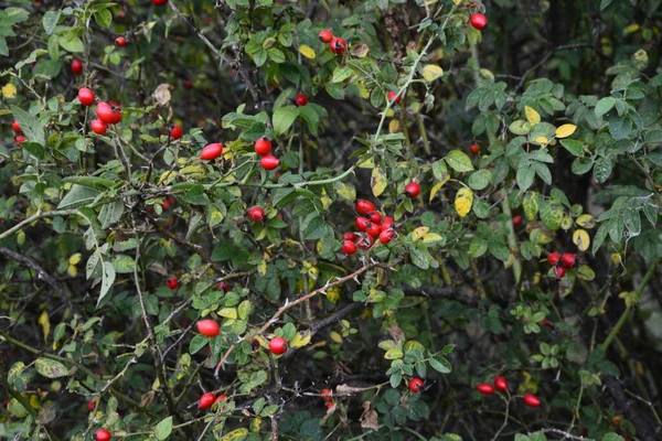 Berries of Dogrose on bush. Wild Rose bush with ripe red berries on nature background. Cynarrhodium berries of wild Rose. Autumn harvest season. Fall time.