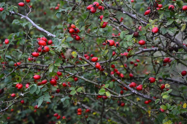 Beeren Der Heckenrose Auf Büschen Wildrosenstrauch Mit Reifen Roten Beeren — Stockfoto