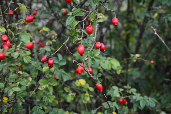 Berries of Dogrose on bush. Wild Rose bush with ripe red berries on nature background. Cynarrhodium berries of wild Rose. Autumn harvest season. Fall time.