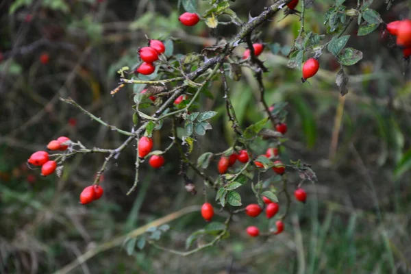 Beeren Der Heckenrose Auf Büschen Wildrosenstrauch Mit Reifen Roten Beeren — Stockfoto