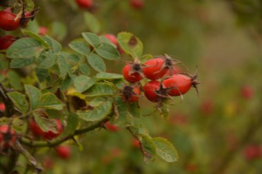 Dogrose böğürtlenleri çalılıkta. Doğa arka planında olgun kırmızı böğürtlenleri olan Vahşi Gül çalısı. Vahşi Gül 'ün Cynarrhodium çilekleri. Sonbahar hasat mevsimi. Sonbahar zamanı.