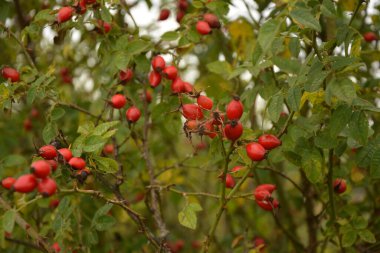 Dogrose böğürtlenleri çalılıkta. Doğa arka planında olgun kırmızı böğürtlenleri olan Vahşi Gül çalısı. Vahşi Gül 'ün Cynarrhodium çilekleri. Sonbahar hasat mevsimi. Sonbahar zamanı.