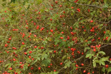 Dogrose böğürtlenleri çalılıkta. Doğa arka planında olgun kırmızı böğürtlenleri olan Vahşi Gül çalısı. Vahşi Gül 'ün Cynarrhodium çilekleri. Sonbahar hasat mevsimi. Sonbahar zamanı.