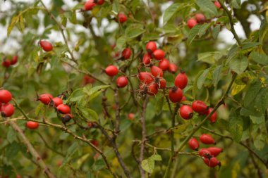 Dogrose böğürtlenleri çalılıkta. Doğa arka planında olgun kırmızı böğürtlenleri olan Vahşi Gül çalısı. Vahşi Gül 'ün Cynarrhodium çilekleri. Sonbahar hasat mevsimi. Sonbahar zamanı.