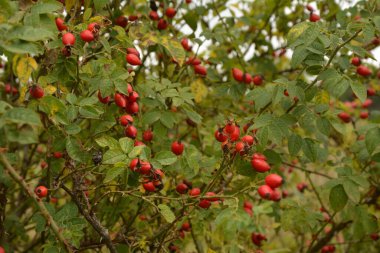 Dogrose böğürtlenleri çalılıkta. Doğa arka planında olgun kırmızı böğürtlenleri olan Vahşi Gül çalısı. Vahşi Gül 'ün Cynarrhodium çilekleri. Sonbahar hasat mevsimi. Sonbahar zamanı.