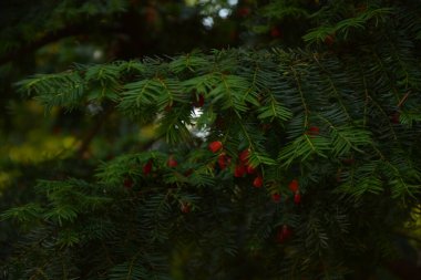 Taxus Baccata 'ya yakın çekim. Kozalaklı iğneler ve meyveler. Kırmızı meyveli porsuk ağacının yeşil dalları