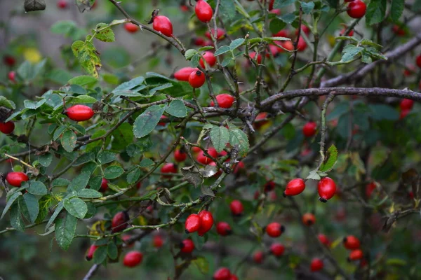 Berries Dogrose Semak Semak Semak Mawar Liar Dengan Buah Merah — Stok Foto