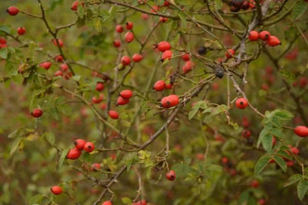 Berries of Dogrose on bush. Wild Rose bush with ripe red berries on nature background. Cynarrhodium berries of wild Rose. Autumn harvest season. Fall time.