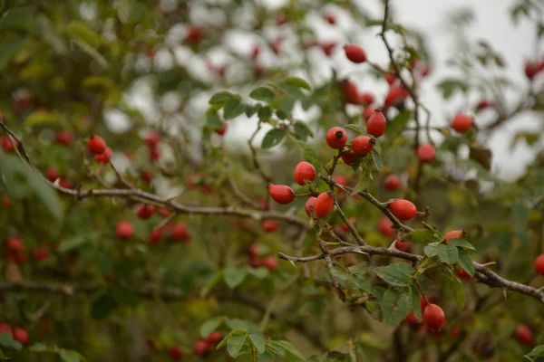 Bagas Dogrose Mato Arbusto Rosa Selvagem Com Bagas Vermelhas Maduras — Fotografia de Stock