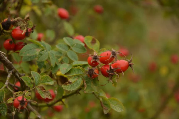 Berries Dogrose Bush Wild Rose Bush Ripe Red Berries Nature — Stock Photo, Image