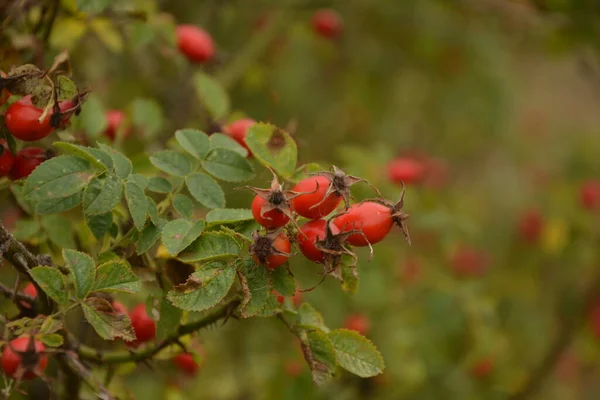 Bagas Dogrose Mato Arbusto Rosa Selvagem Com Bagas Vermelhas Maduras — Fotografia de Stock