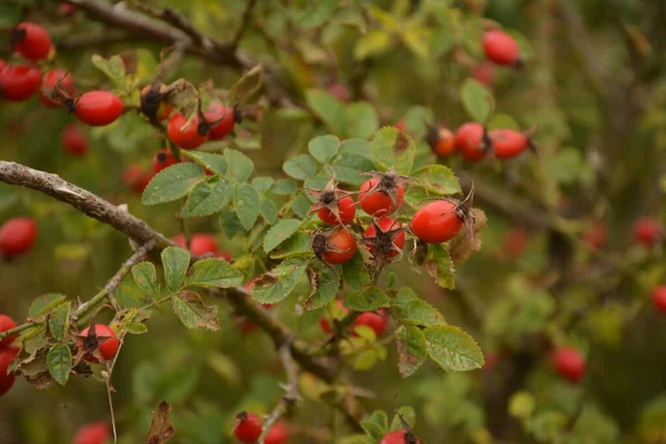 Berries Dogrose Bush Wild Rose Bush Ripe Red Berries Nature — Stock Photo, Image