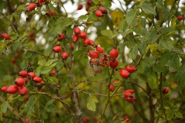 Bagas Dogrose Mato Arbusto Rosa Selvagem Com Bagas Vermelhas Maduras — Fotografia de Stock