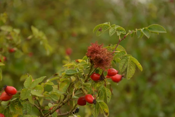 Dogrose Böğürtlenleri Çalılıkta Doğa Arka Planında Olgun Kırmızı Böğürtlenleri Olan — Stok fotoğraf