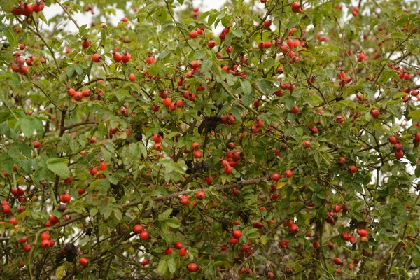 Bagas Dogrose Mato Arbusto Rosa Selvagem Com Bagas Vermelhas Maduras — Fotografia de Stock