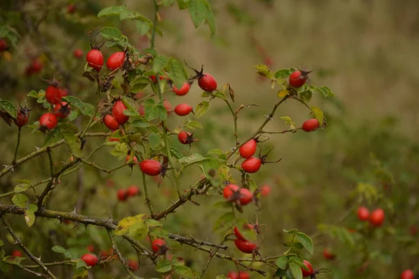ドグローズの果実が茂っています 自然を背景に熟した赤い果実を持つ野生のローズブッシュ 野生のバラのシナルホジウム果実 秋の収穫期 秋の時間 — ストック写真