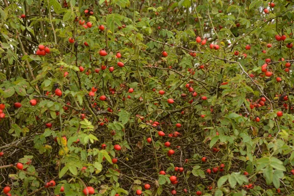 Bagas Dogrose Mato Arbusto Rosa Selvagem Com Bagas Vermelhas Maduras — Fotografia de Stock