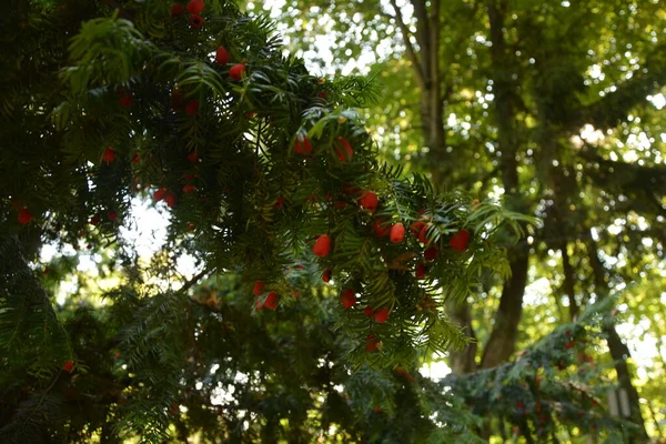 Primo Piano Del Taxus Baccata Aghi Frutti Conifera Rami Verdi — Foto Stock