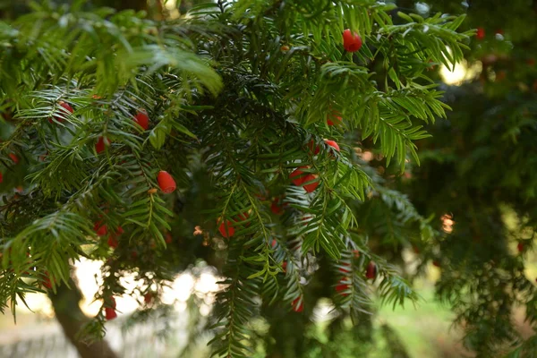 Taxus Baccata Primer Plano Agujas Coníferas Frutas Ramas Verdes Tejo —  Fotos de Stock