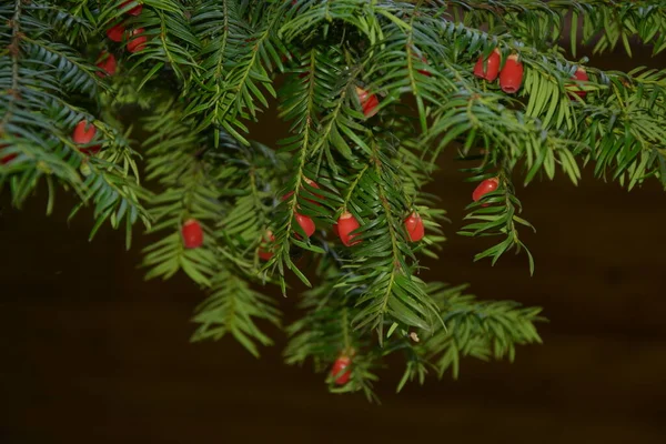 Taxus Baccata Primer Plano Agujas Coníferas Frutas Ramas Verdes Tejo — Foto de Stock