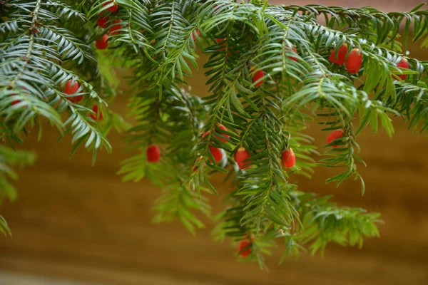 Taxus Baccata Primer Plano Agujas Coníferas Frutas Ramas Verdes Tejo — Foto de Stock