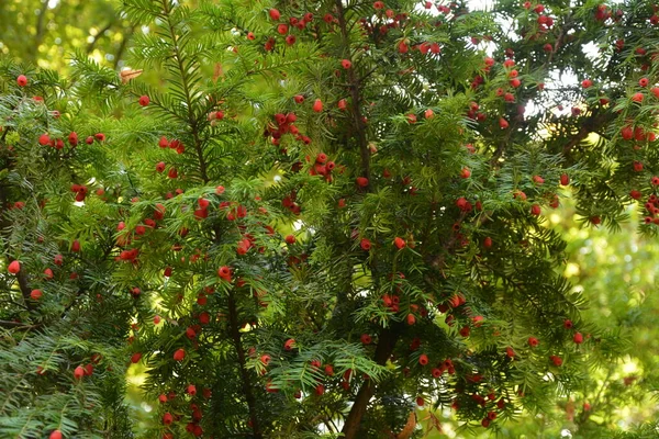 Zbliżenie Taxus Baccata Igły Iglaste Owoce Zielone Gałęzie Cisu Czerwonymi — Zdjęcie stockowe