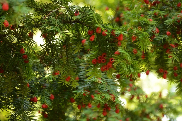 タクシー バカータ閉鎖 針や果物を渡します 赤い果実を持つイチイの木の緑の枝 — ストック写真