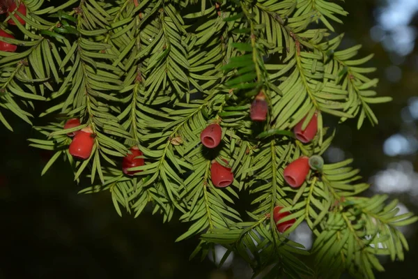 Taxus Baccata Close Agulhas Coníferas Frutas Ramos Verdes Árvore Teixo — Fotografia de Stock