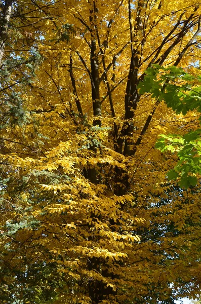 Podzimní Les Venkovskou Cestou Při Západu Slunce Barevná Krajina Stromy — Stock fotografie