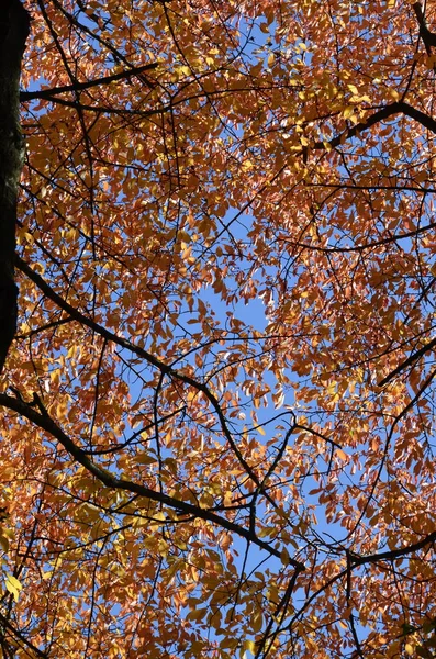 日没の田舎道と秋の森 農村部の道路 オレンジと赤の葉 秋には太陽とカラフルな風景 旅行だ 秋の背景 生き生きとした葉を持つ素晴らしい森 — ストック写真