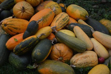 Arkaplan dokusu: bir grup balkabağı. Sonbahar teması, balkabağı koleksiyonu. Bir sürü sarı, turuncu ve yeşil balkabağı. Köyde hasat, parlak sebzeler..