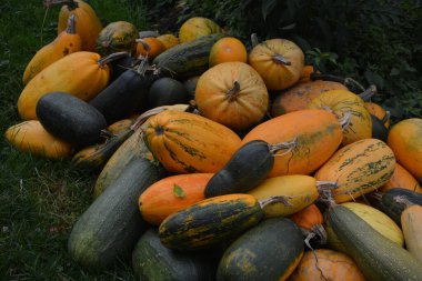 Arkaplan dokusu: bir grup balkabağı. Sonbahar teması, balkabağı koleksiyonu. Bir sürü sarı, turuncu ve yeşil balkabağı. Köyde hasat, parlak sebzeler..