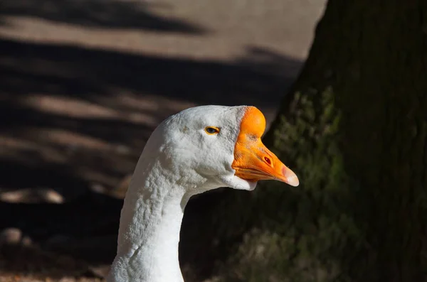 Gåshuvud Tätt Ihop Ett Muntert Munstycke Vitt Gåshuvud Nära Håll — Stockfoto