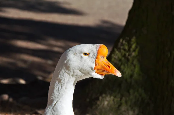 Gåshuvud Tätt Ihop Ett Muntert Munstycke Vitt Gåshuvud Nära Håll — Stockfoto