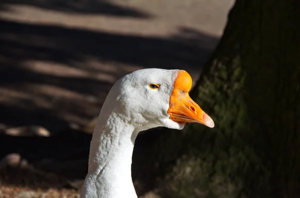 Gåshuvud Tätt Ihop Ett Muntert Munstycke Vitt Gåshuvud Nära Håll — Stockfoto