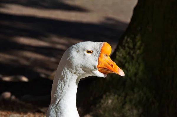 Cabeça Ganso Fechar Focinho Alegre White Cabeça Ganso Retrato Perto — Fotografia de Stock