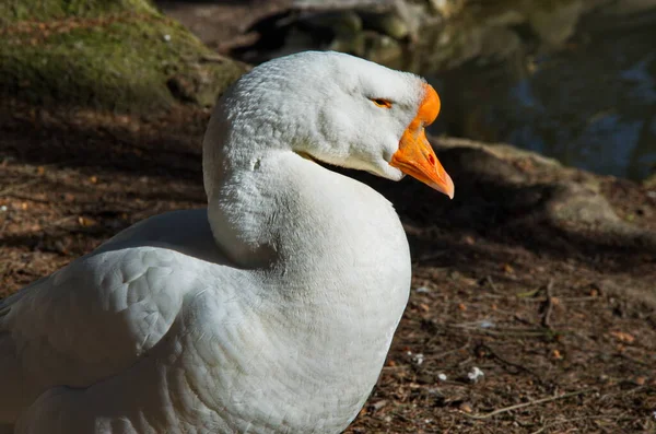 Head Goose Close Cheerful Muzzle White Goose Head Portrait Close — Stock Photo, Image