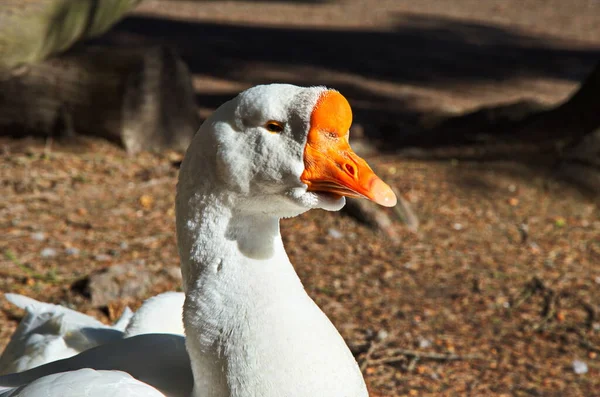 Head Goose Close Cheerful Muzzle White Goose Head Portrait Close — Stock Photo, Image