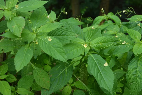 医療用ハーブ小さなバルサム または小さな花のタッチ ノット Impatiens Parviflora ワーツ リングワーム およびイラクサの刺されの治療として使用されます かゆみのある頭皮を緩和するためのヘアリンスとしても使用されます — ストック写真