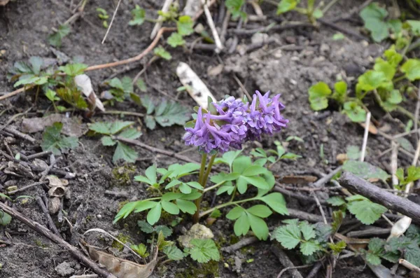 コリダリスの洞窟早春の野生の森の花が咲き 白い紫色の開花地緑の葉を持つ美しい小さな植物 — ストック写真