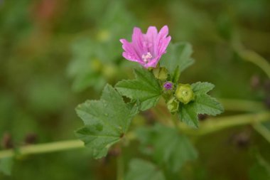 Yaban ördeği - Althaea officinalis, Malva sylvestris, leylak pembesi çiçekli Mallow bitkisi. Bilimsel adı Malva Sylvestris, Avrupa ve Asya 'ya özgüdür..