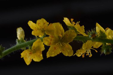 Agrimonia Eupatoria 'nın sarı çiçekleri tarlada çiçek açıyor. Agrimonia Eupatoria bitkisi. Yaygın tarımsal sarı çiçekler kapanıyor. İlaç fabrikası..