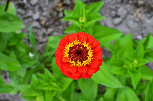 Красива Жовта Квітка Цинії Фоном Зеленого Листя Квітка Цинії Цвіте — стокове фото