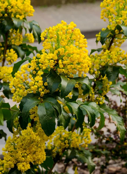 Frutos Azuis Maduros Mahonia Berberis Aquifolium Penduram Pequeno Ramo — Fotografia de Stock