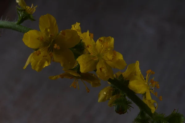 Fleurs Jaunes Agrimonia Eupatoria Fleurissant Dans Les Champs Plante Herbacée — Photo