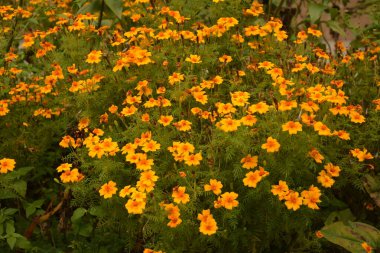 Bahçedeki güzel Marigold çiçeğini (Tagetes erecta, Meksika, Aztek veya Afrika kadife çiçeği) kapatın. kadife çiçeği sarısı, turuncu, mor renkli ve hafif dalgalı yapraklı. Küresel gonca.
