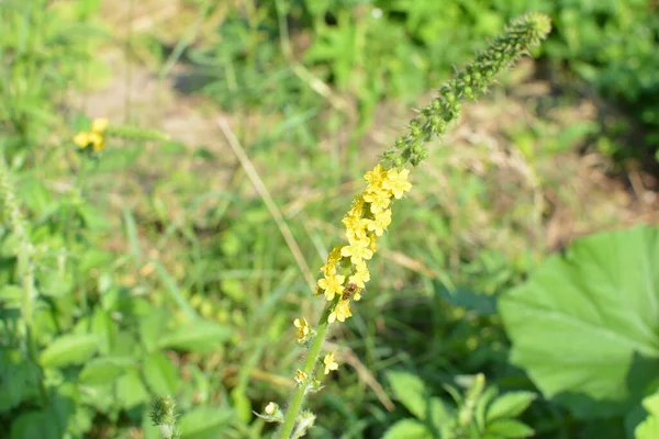 Mezőn Virágzó Agrimonia Eupatoria Sárga Virágai Növényi Növény Közös Agrimónia — Stock Fotó
