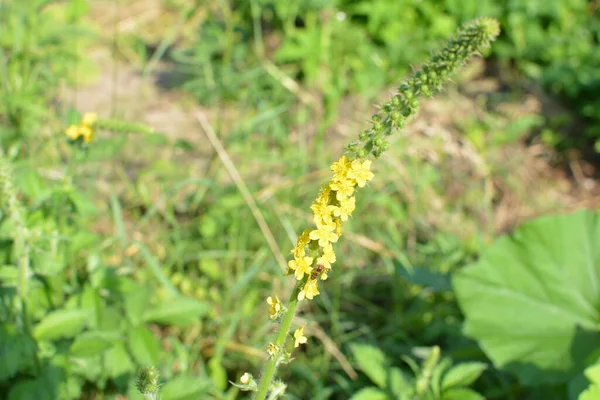 Κίτρινα Λουλούδια Της Αγριμόνιας Ευπατρίας Ανθίζουν Στον Αγρό Φυτικά Κοινά — Φωτογραφία Αρχείου