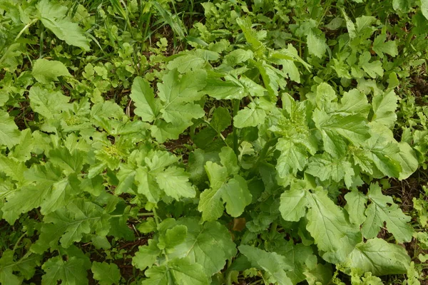 Vilda Blommor Vilda Senapsblommor Närbild Gul Spirande Och Blommande Wild — Stockfoto